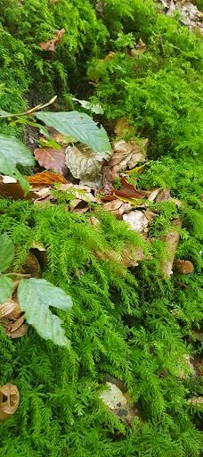 Tyrelodspynten-瓦埃勒