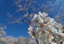 桜ヶ丘グラウンド景点图片