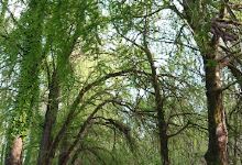 Maltakva forest景点图片