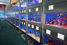 Jalpari Aquarium Rewa Shilpi plaza b block购物图片
