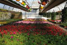 Challandes horticulture购物图片