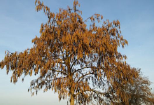 Boshoekerweg景点图片