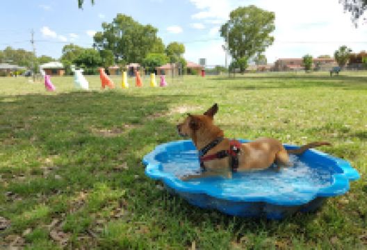 Logan Road Park Fenced Dog Park景点图片