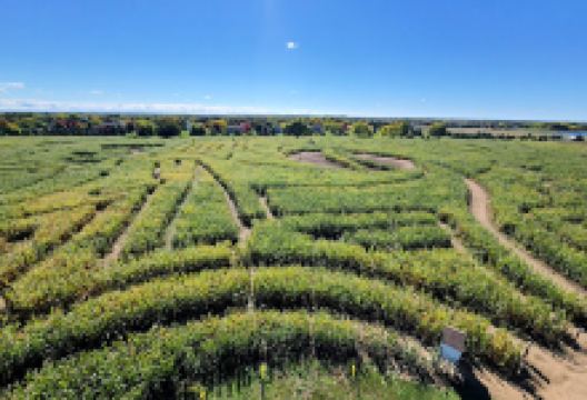 Richardson Corn Maze景点图片