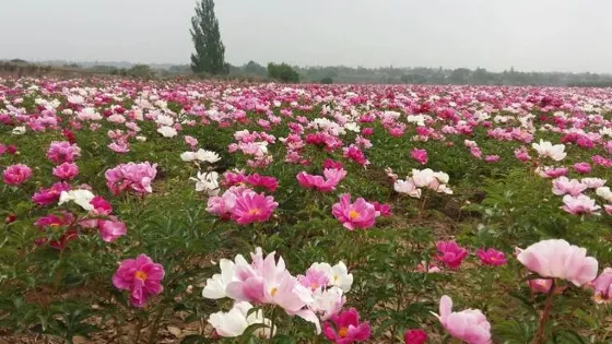 康農芍葯園