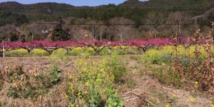 十大最美油菜花觀賞地（南亨鄉）