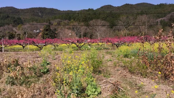 十大最美油菜花觀賞地（南亨鄉）