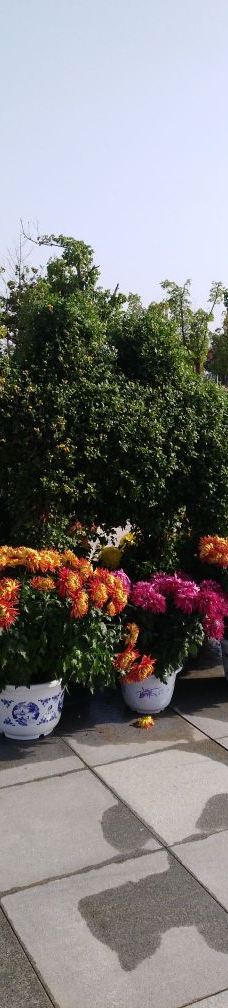 黄石华侨城恐龙奇域-大冶