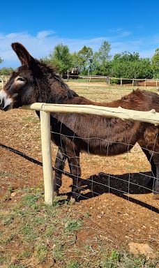 Jama - Grotta Baredine-Gedici