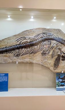 MTA Genel Müdürlüğü Şehit Cuma Dağ Tabiat Tarihi Müzesi-安卡拉