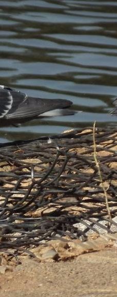 约翰内斯堡植物园-兰德堡