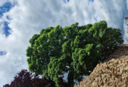 Tonbridge Castle景点图片