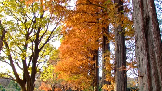 秋瀨公園