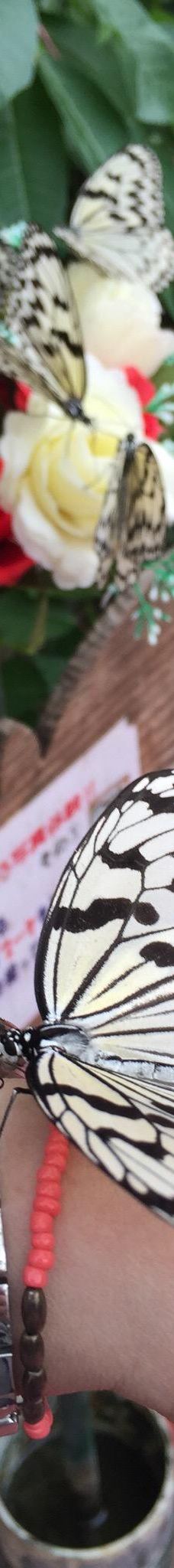 琉宫城蝴蝶园-本部町