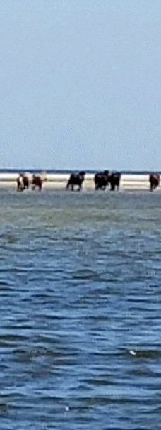 Cedar Island National Wildlife Refuge-拉合尔