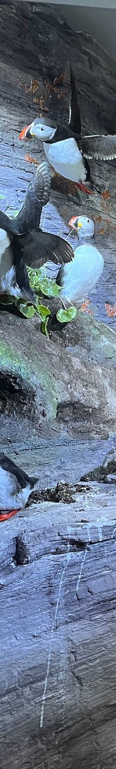 特罗姆瑟大学博物馆-特罗姆瑟