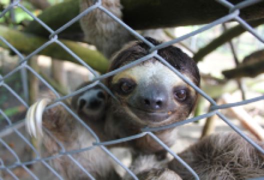 Costa Rica Wildlife Sanctuary景点图片