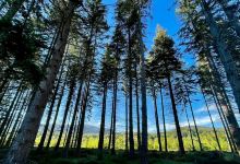 Cambus O'May Forest景点图片