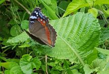 Butterfly Farm景点图片