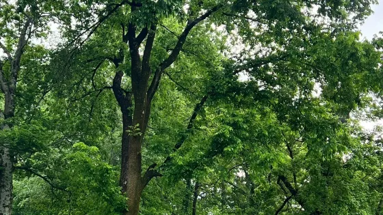 T. O. Fuller State Park