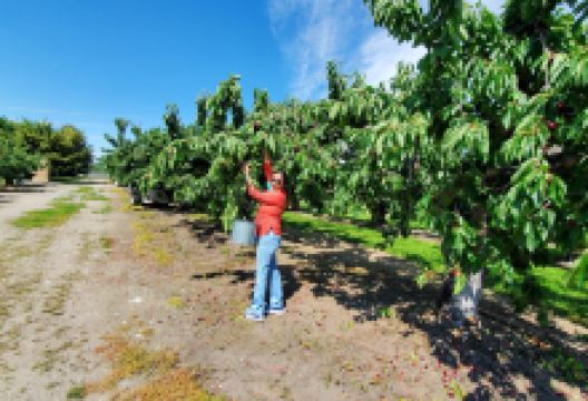 Kempf Orchards景点图片