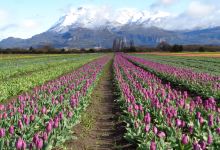 Campo de Los Tulipanes景点图片