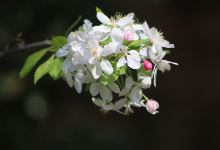 Outer Banks Arboretum And Teaching Garden景点图片