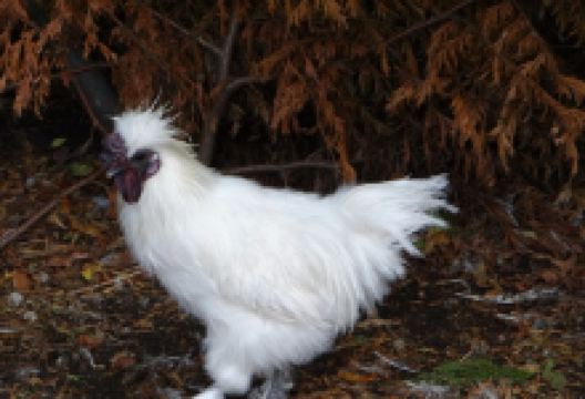 Avifauna景点图片