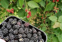Vink Fruitboerderij购物图片