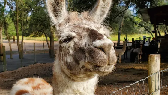 LunaSea Alpaca Farm