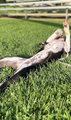 Glendale Park-尤宁