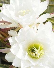 Jardí Botànic Tropical Paratge Pinya de Rosa-布拉内斯