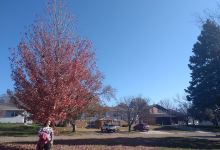 McNish Disc Golf Park景点图片