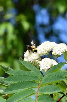Bayview Park-阿什兰