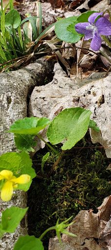 Jones Park-维斯塔