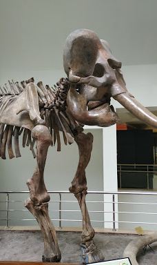 MTA Genel Müdürlüğü Şehit Cuma Dağ Tabiat Tarihi Müzesi-安卡拉