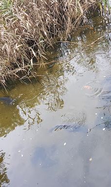 Lac de Creutzwald-柯哲斯瓦尔德拉克鲁瓦