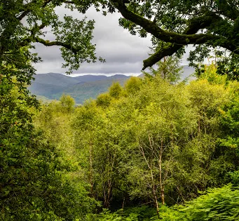 Fearnoch Forest