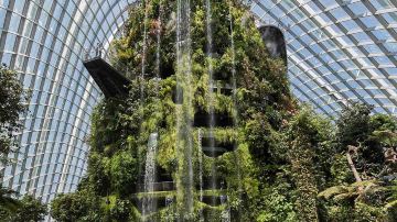 Cloud Forest