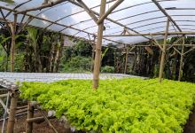 Manggala hydrofarm景点图片