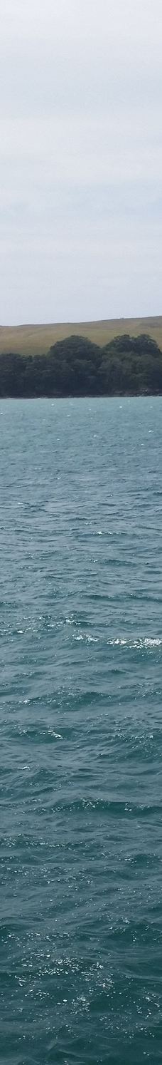 豪拉基湾-奥克兰