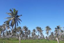 Atalaia Beach景点图片