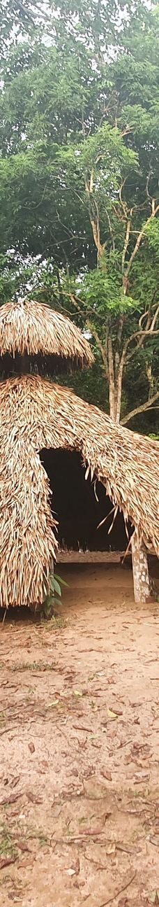 Parque Ambiental Chico Mendes-里奥布朗库