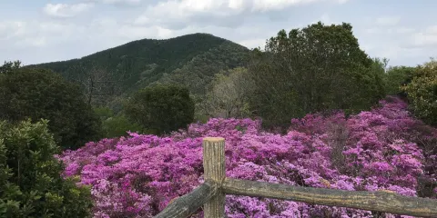 Senzaki Tsutsuji Park