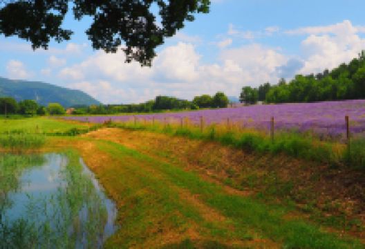 Distillerie du Vallon des Lavandes景点图片