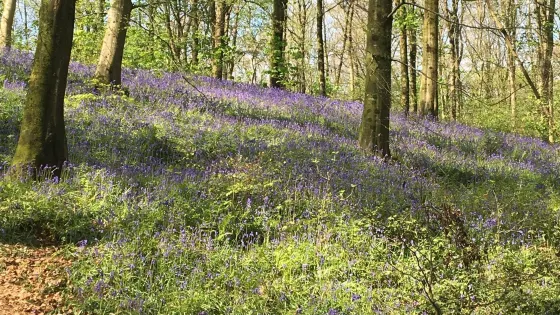 Portglenone Forest