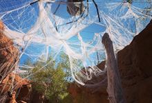 Red Hills Desert Garden景点图片