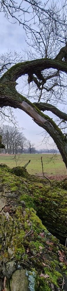 Rogalin Landscape Park-伯灵顿