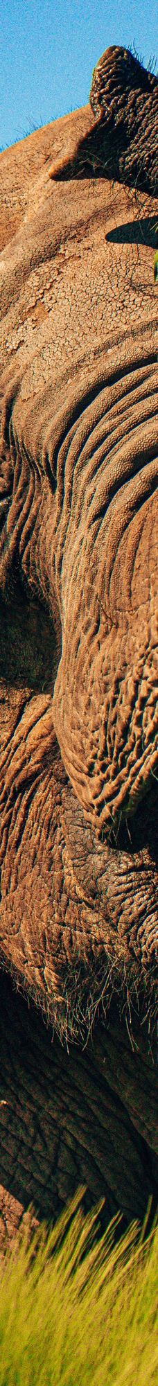 Kimba Elefánt Park-哲里区