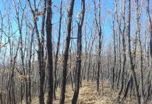 Gora Medvezh'ya景点图片